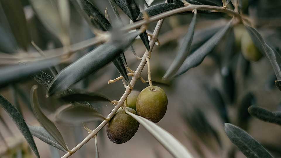 Оттенки оливкового цвета