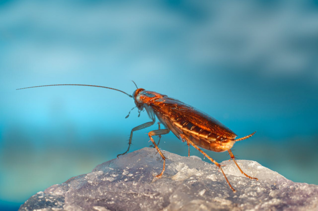 Ловушки для тараканов: клеевые, электрические, инсектицидные, сделанные своими руками + отзывы