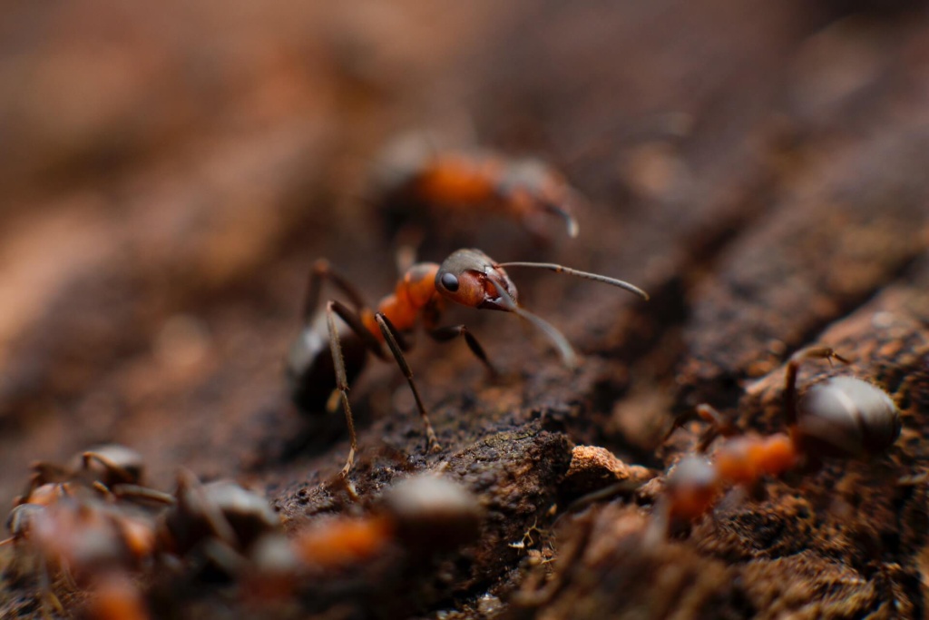 Как найти муравьиное гнездо
