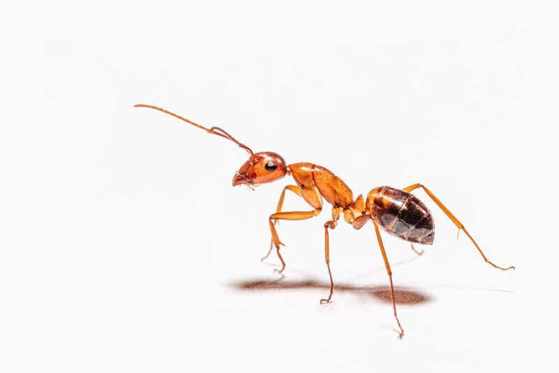 Почему в доме появляются муравьи и чем это опасно