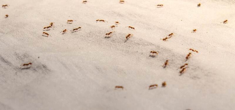 Что делать, если появились муравьи
