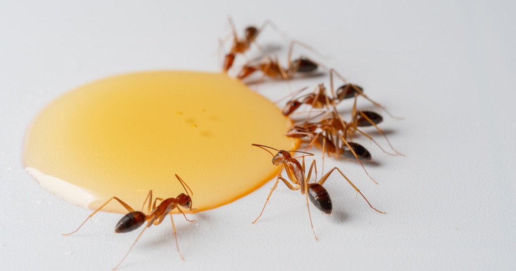 Как вывести муравьёв из квартиры
