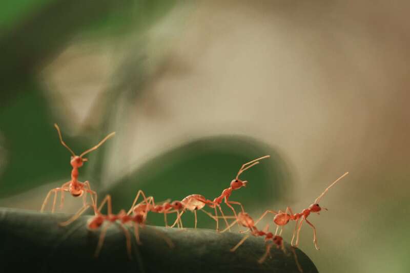 Каким образом муравьи попадают в дом