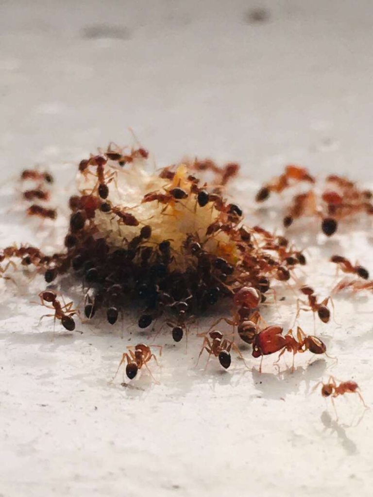 Разновидности домашних муравьев