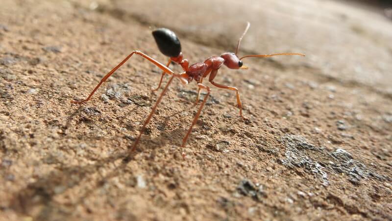 Профилактика появления муравьёв в доме