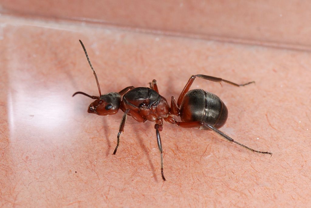Как уничтожить матку муравья