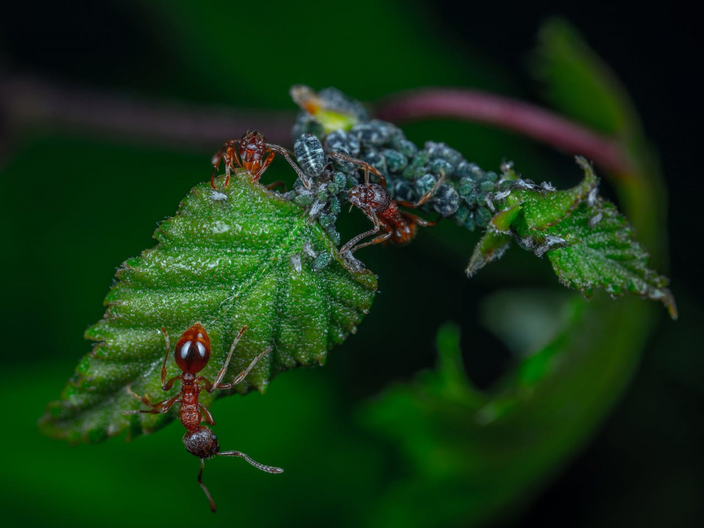 Как вывести муравьев из комнатных цветов
